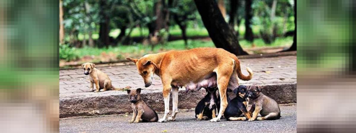 Maharashtra Five Dog Found Dead At Care Centre In Palghar