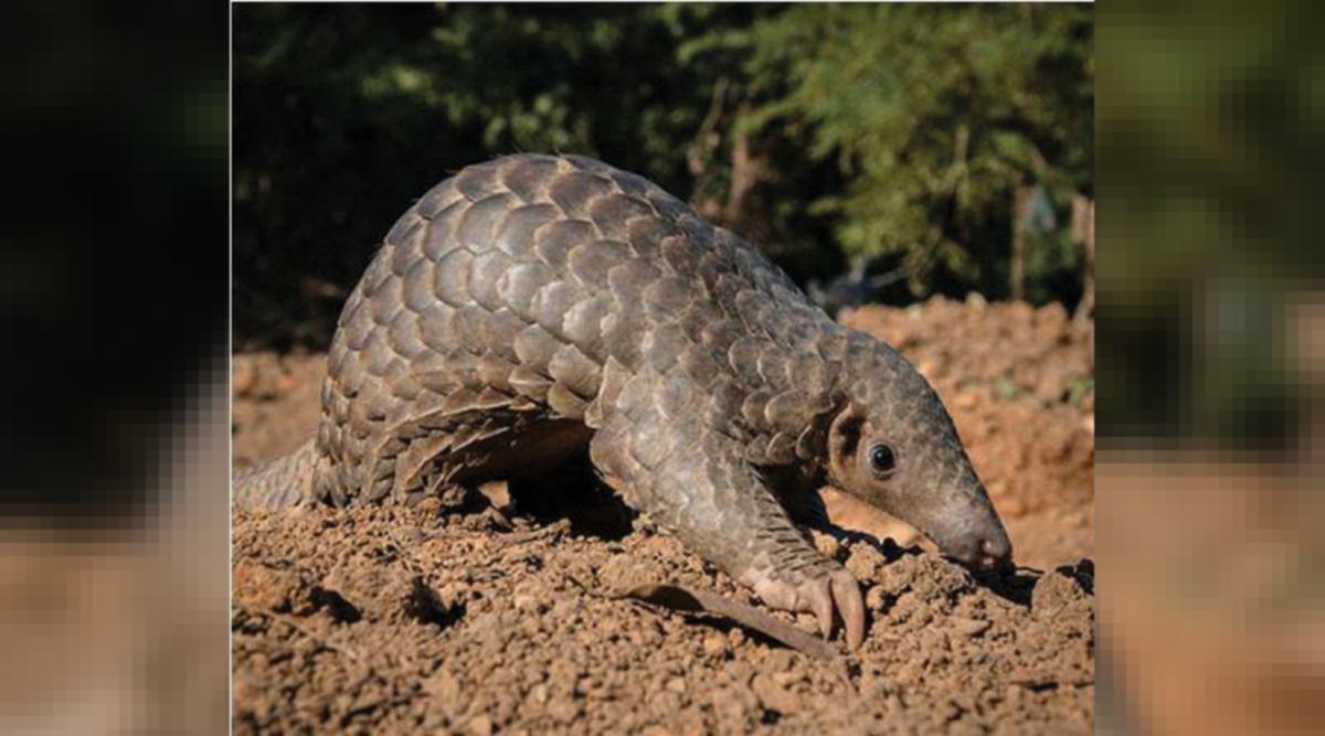 Indore Lockdown Gives A Boost To Illegal Trade In Pangolin Scales More Than 100 Cases Registered Last Year