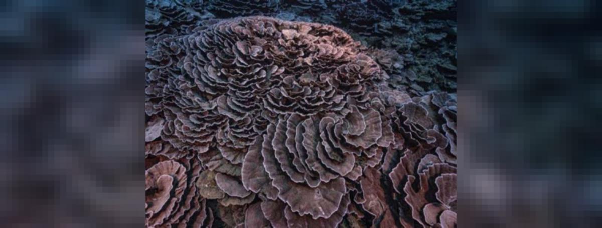 Rare, pristine coral reef found off Tahiti coast