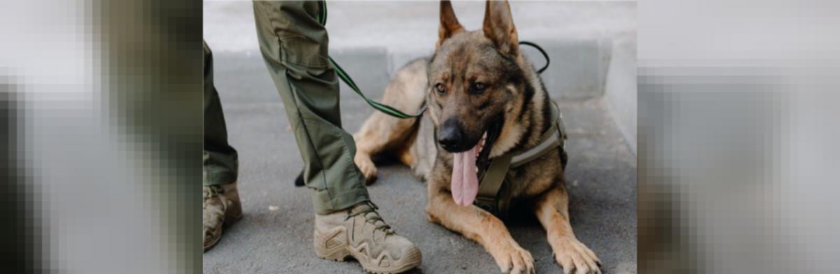 PHOTOS  Introducing Washington's newest team dog, Goldie