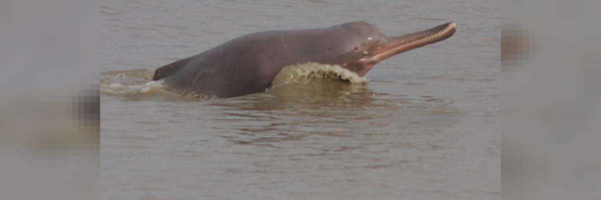 Scientists studying dolphins find Bay of Bengal a realm of