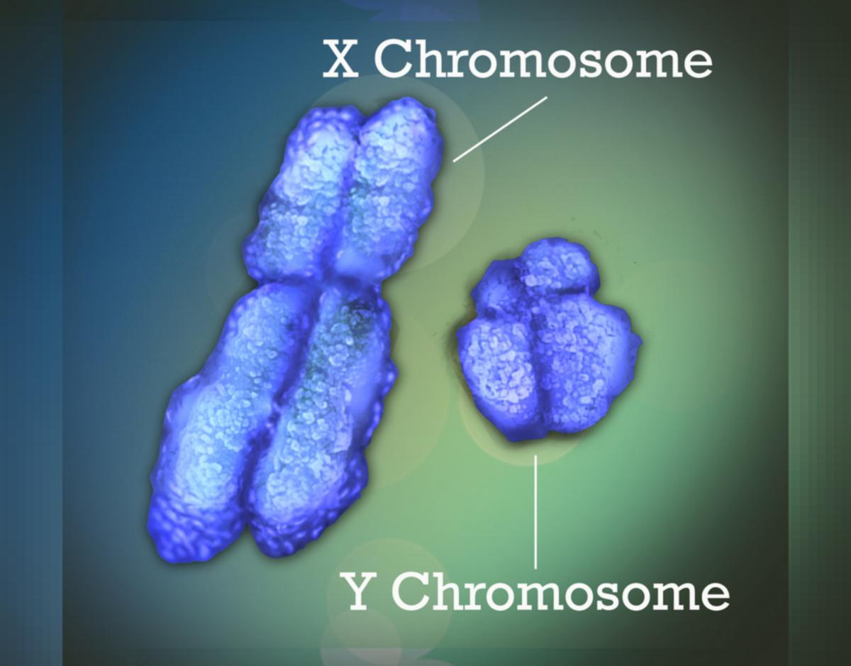 The Y Chromosome Is Disappearing So What S In The Future For Men