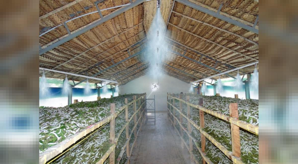 silkworm rearing house design warnertakaoka