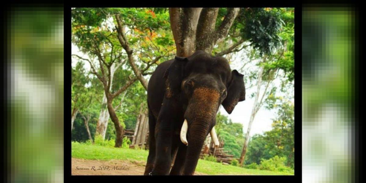 Dozens of baby African elephants captured for Chinese zoos, according to  reports