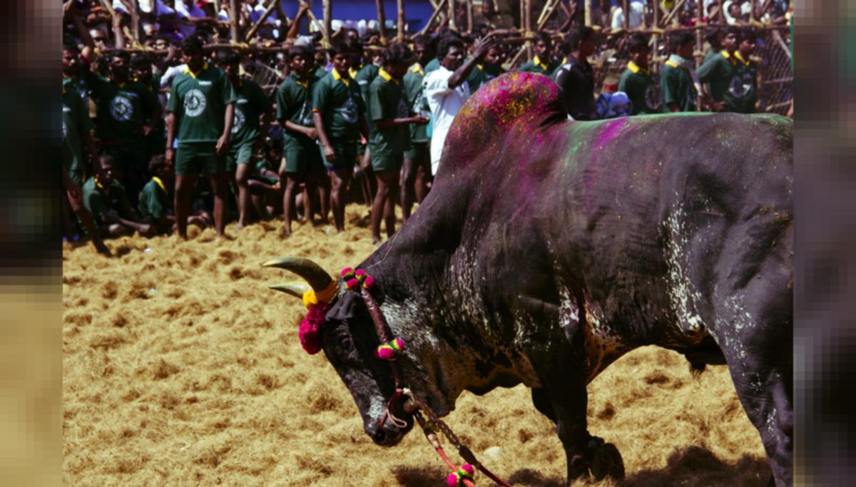 One Spectator Killed, 11 Sportsmen Injured in Palamedu Jallikattu