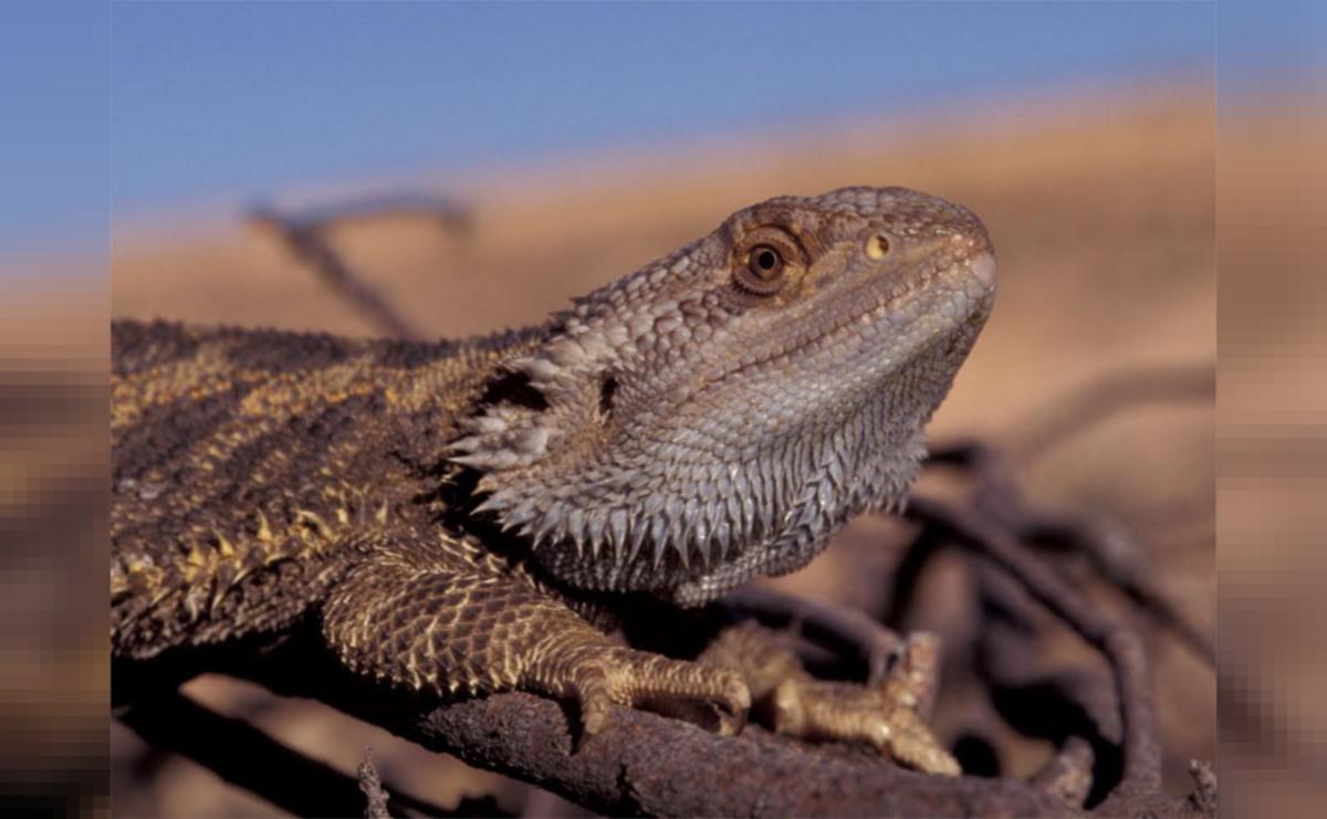 How Turning Up The Heat Turns Male Bearded Dragons Into Females