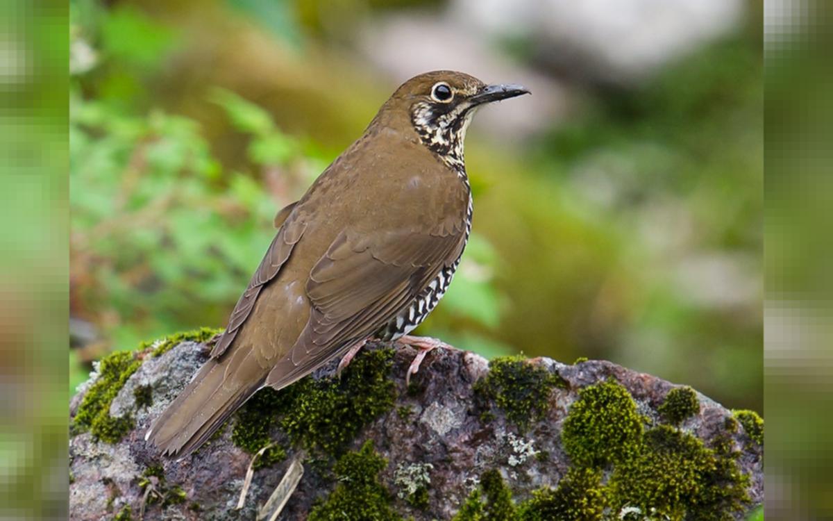 National Bird Sikkim Animals Name - Https Encrypted Tbn0 ...