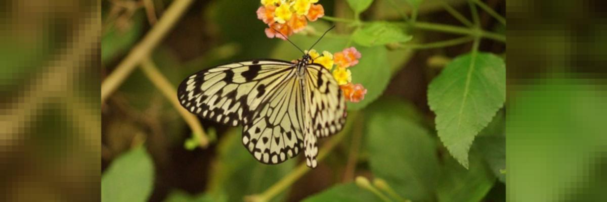 Do Butterflies Remember Being Caterpillars