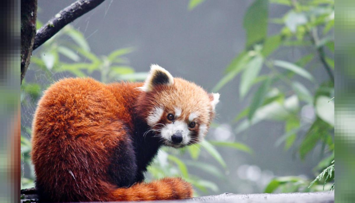 Saving the Red Panda: Giant Steps by Tiny Hamlets