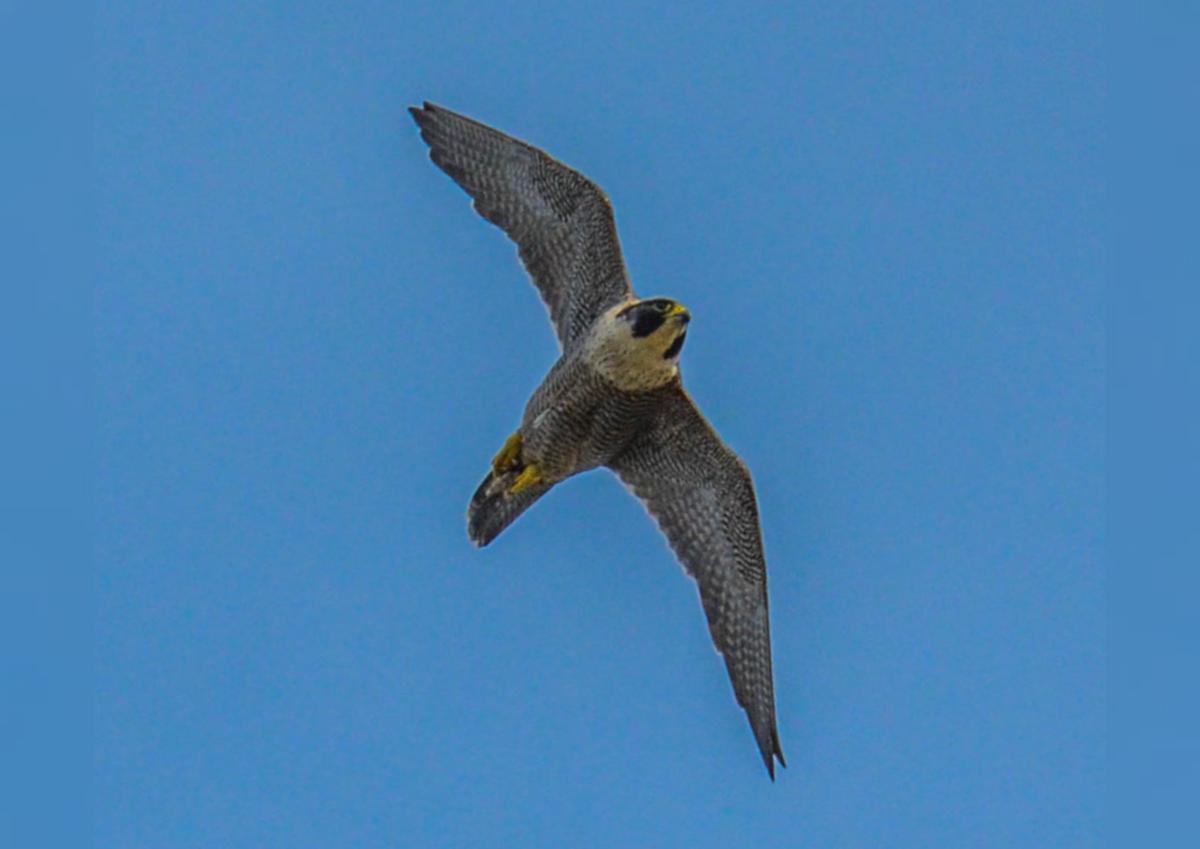 peregrine falcon diving