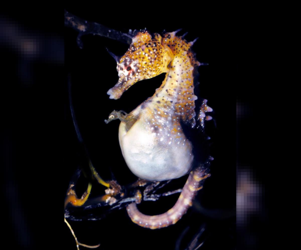 Baby Seahorses Hatching