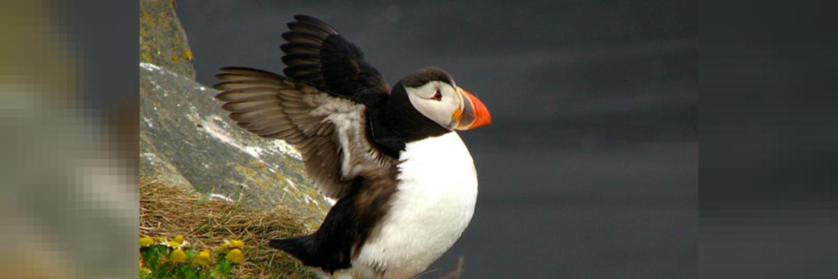 A bellwether of climate change, puffins are struggling to survive