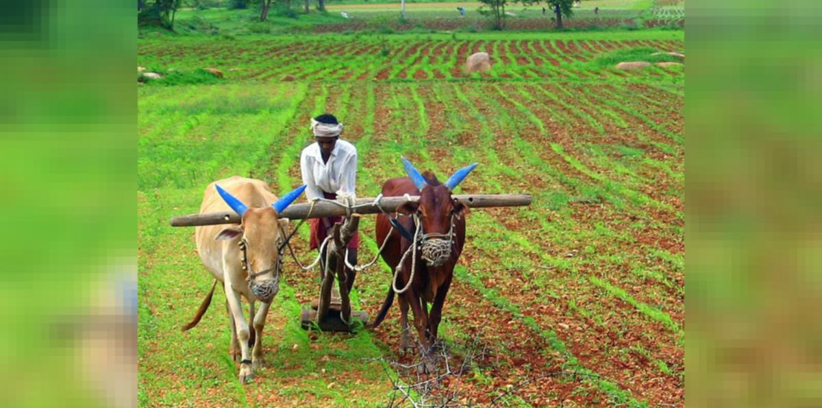 Andhra Pradesh's Natural Farming Model Could Scale Up Sustainable  Agriculture in India