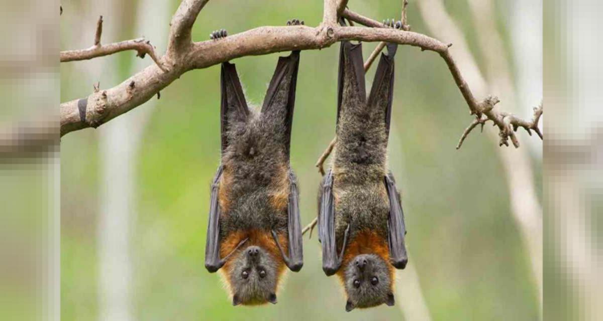 Bats in Switzerland harbour viruses with ability to jump to humans