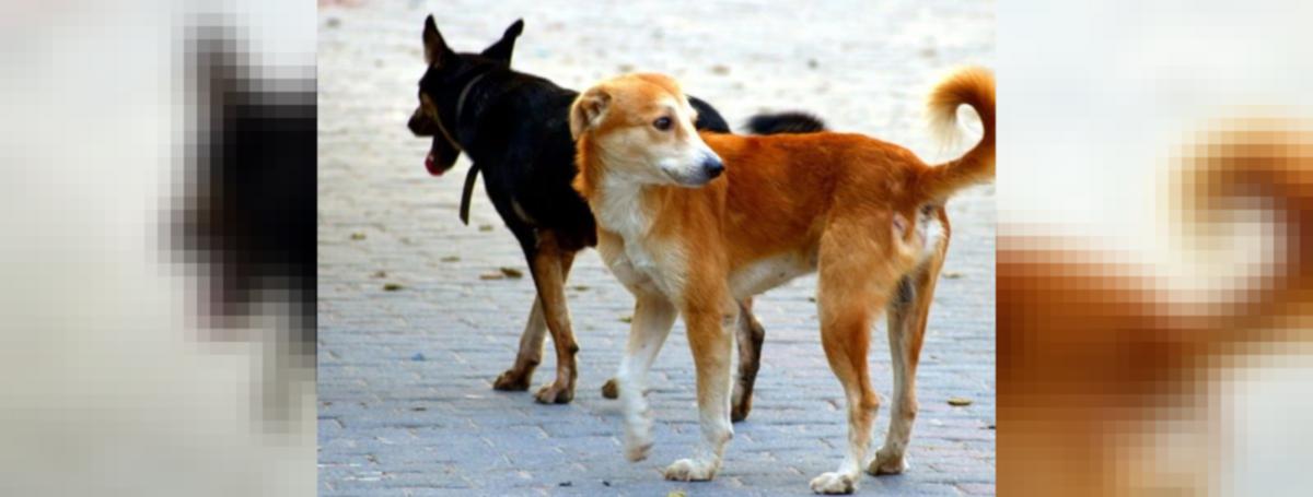  crore stray dogs, 91 lakh street cats in India: Report | udayavani