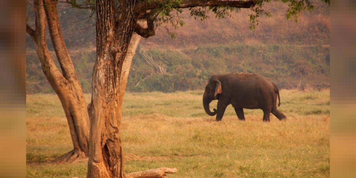 Who Killed the Elephant in Kerala?