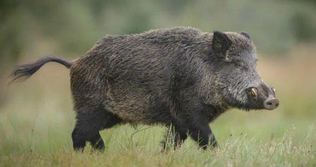 കാട്ടുപന്നി ക്ഷുദ്രജീവിയാണെന്ന കർഷകവാദം ഹൈക്കോടതി അംഗീകരിച്ചതായി സംഘടനകൾ : Deepika.com Kerala News |