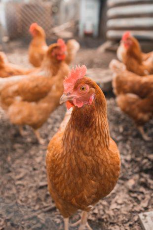 All samples taken from Ghazipur chicken market test negative for bird flu:  Official | udayavani