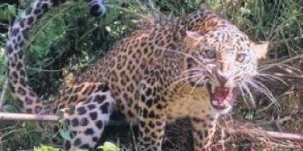 Chikmagalur: Coffee estate owners booked after leopard caught in trap dies  after 40 hrs | udayavani