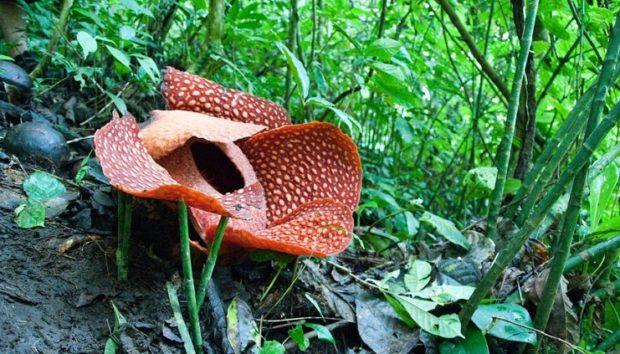 Endangered plant, animal species increased in K'taka, says Biodiversity  Board report | udayavani