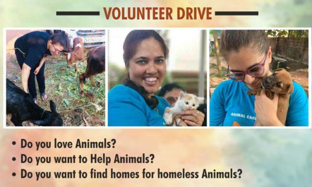 Animal Care Trust to organise Volunteer Drive on May 18 | udayavani