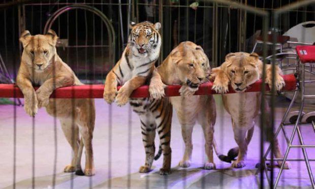 What happened to animals in circuses that have closed down: Delhi HC asks Animal  Welfare Board | udayavani