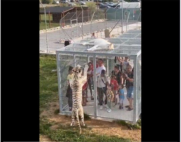 Viral Video: In this unique zoo, humans are imprisoned in cages while animals  roam free | udayavani