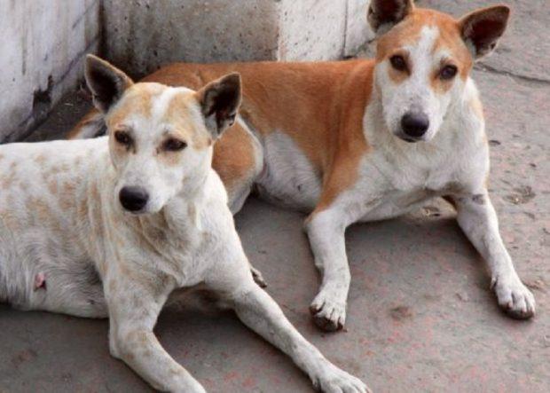 Canine distemper spreading quickly in dog population in Mangaluru |  udayavani