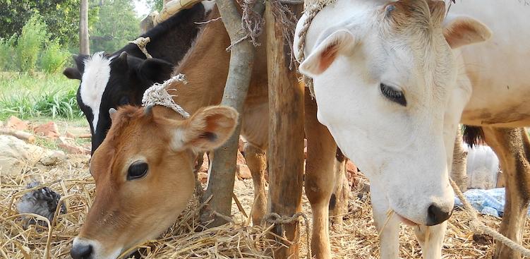 Lessons for India From Nepal's History of Banning Cow Slaughter