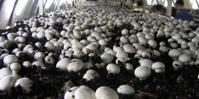 Why India's Slowly Blooming Mushroom Sector Needs Thoughtful Policy  Intervention