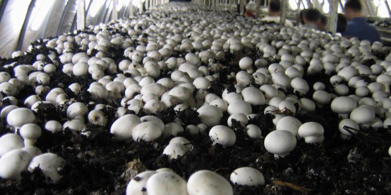 Why India's Slowly Blooming Mushroom Sector Needs Thoughtful Policy Intervention