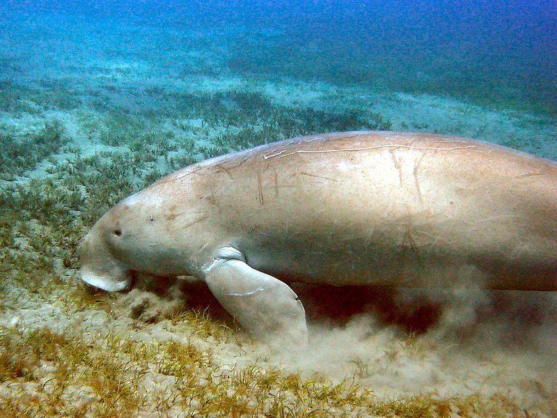 Tamil Nadu Notifies India's First Dugong Reserve: Here's Why It's a Crucial  Step