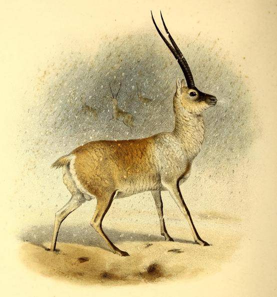 Tibetan antelope deals scarf