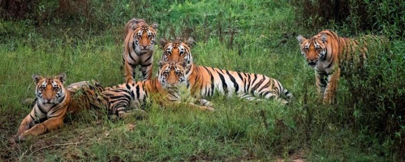 Declare MHADEI Wildlife Sanctuary as Tiger Reserve in 3 Months, Bombay HC Orders Goa Govt