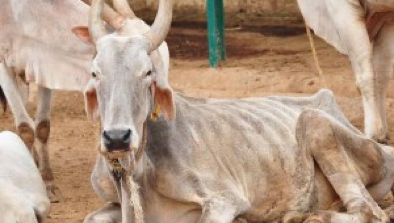 गो रक्षा का दम भरने वाली बीजेपी के शासन में कम क्यों हो गयीं गायें?