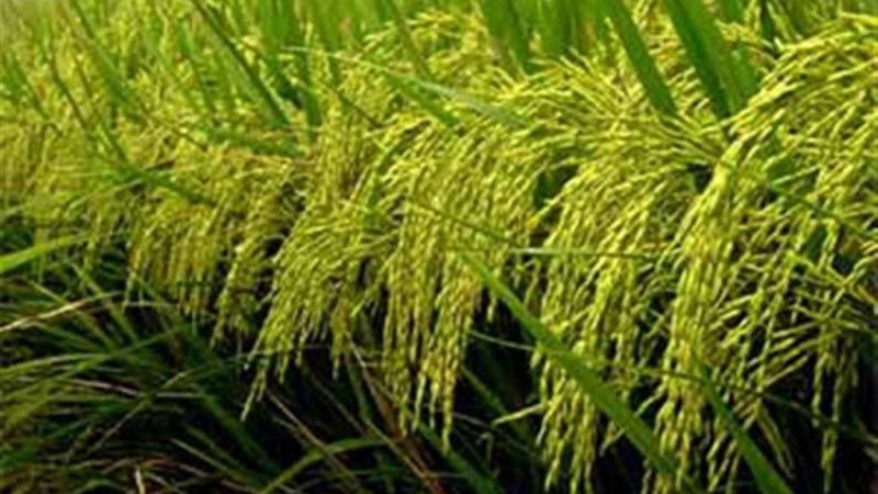 विदेश में लोगों ने भारत का चावल खाना क्यों कम कर दिया?