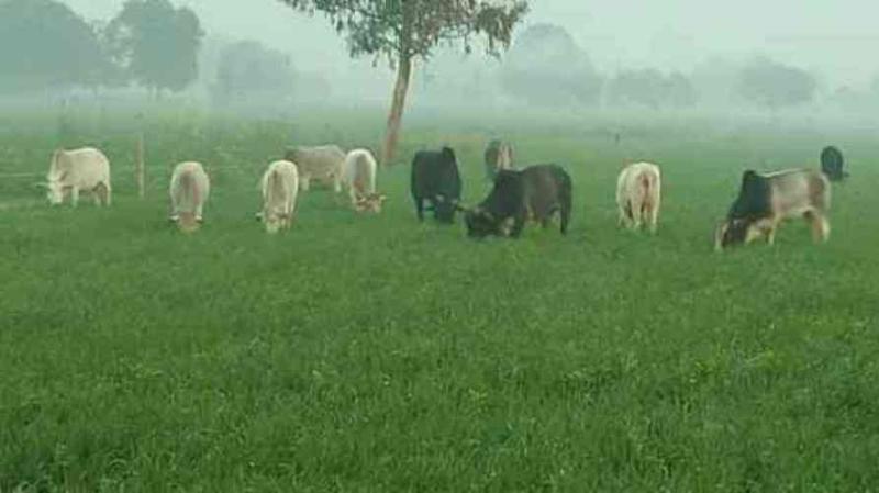 अब गाँवों में गाय-बैल के आतंक से किसान परेशान