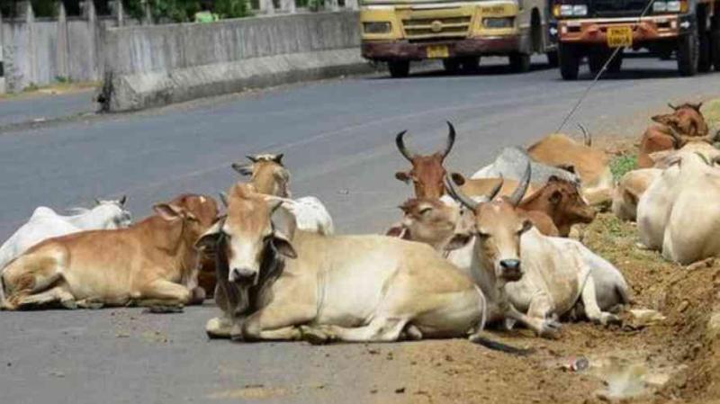 राहुल, योगी के बाद केजरीवाल को भी हुई गायों की चिंता