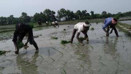 किसानों के विरोध के बाद पंजाब-हरियाणा में धान खरीद शुरू