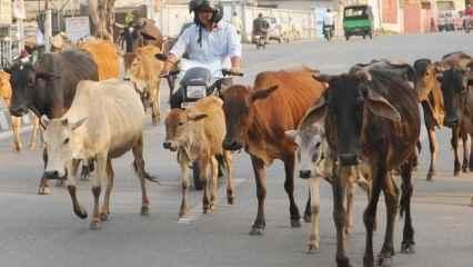 बीजेपी यूपी में गाय को बनाएगी चुनावी मुद्दा?