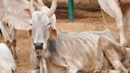 एमपी: गायों की मौत की आरोपी भाजपा नेता की गिरफ्तारी क्यों नहीं?