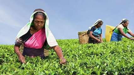 भारत की चाय में कीटनाशक, कई देशों ने चाय वापस की