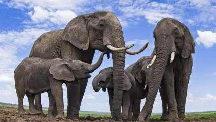 गजेंद्र हाथी की रक्षा के लिये भगवान दौड़े थे, अब वो अनाथ क्यों