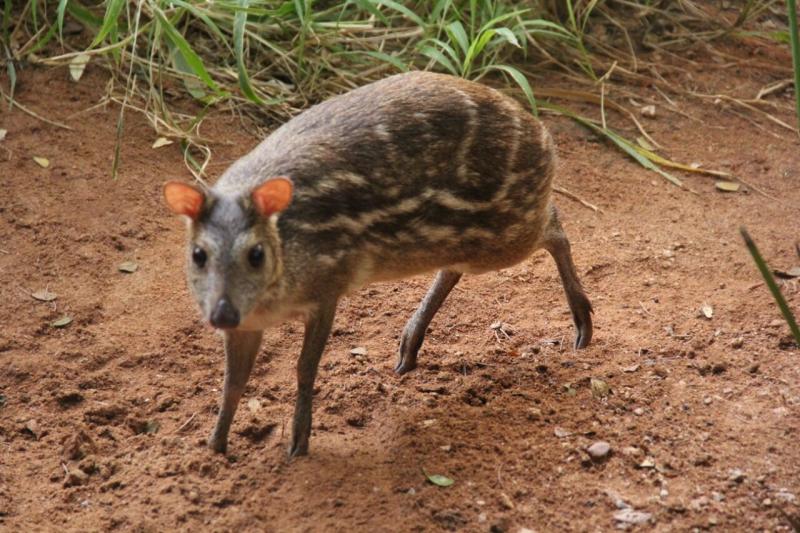 Population of highly endangered Indian mouse deer reached 350 in Hyderabad  Zoo