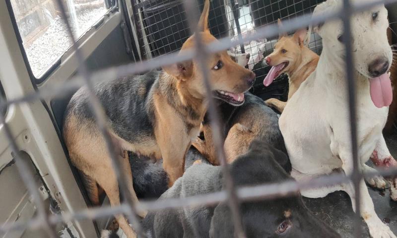 Ground report : Has dog sterilization programme stalled in Kompally?