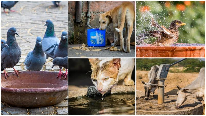 Animal Water Bowls of India: Hyderabad firm develops app to keep track of  water bowls for animals