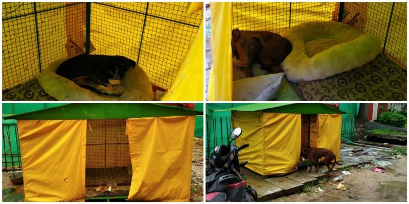 This makeshift shelter in Kondapur is a haven for stray dogs during rains
