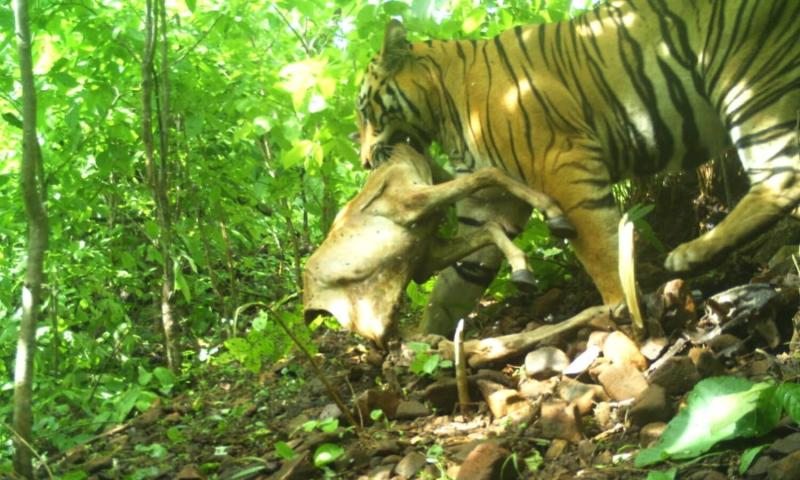 Adilabad: Tiger corridor comes alive; 20 MO cub caught on camera
