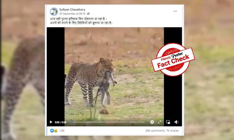 Is this a video of the cheetahs recently bought to India?