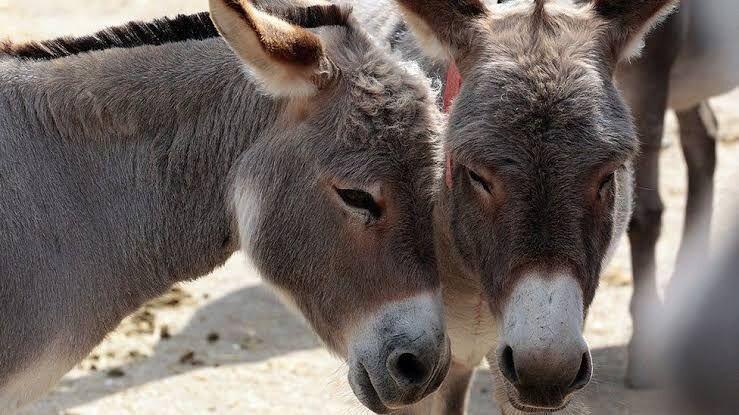 Not-so donkey friendly: PETA seizes 500 kg donkey meat, 36 live donkeys  from slaughterhouse in Prakasam